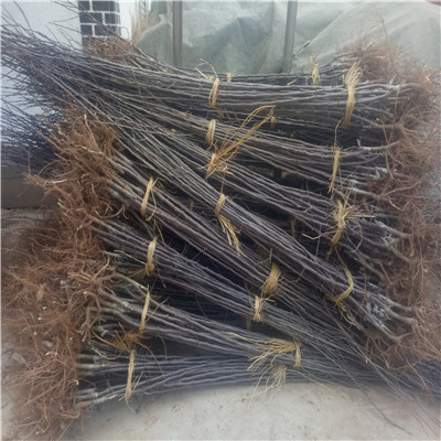河北澳洲青萍蘋果苗價(jià)格