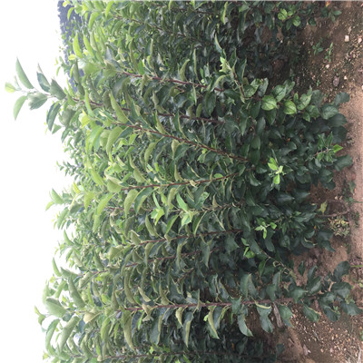 江蘇潤(rùn)太1號(hào)蘋果苗出售基地電話
