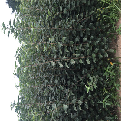 新疆長(zhǎng)富2號(hào)蘋果苗種植表現(xiàn)怎么樣
