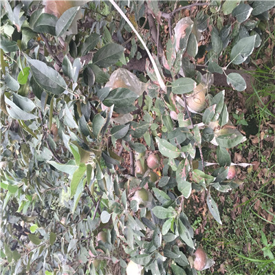 河北神富1號蘋果苗價格多少錢