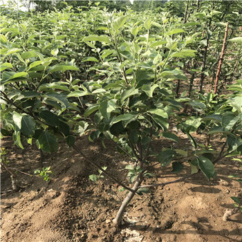 2018年潤太1號蘋果苗價格是多少