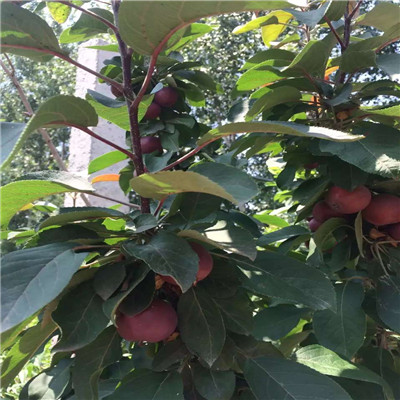 三公分藤木1號蘋果苗什么價