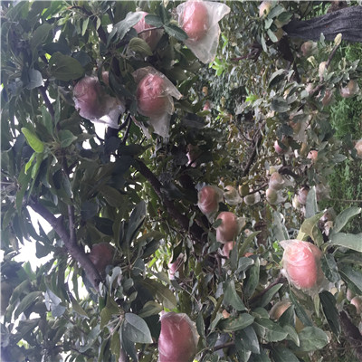 三公分藤木1號(hào)蘋果苗批發(fā)多少錢