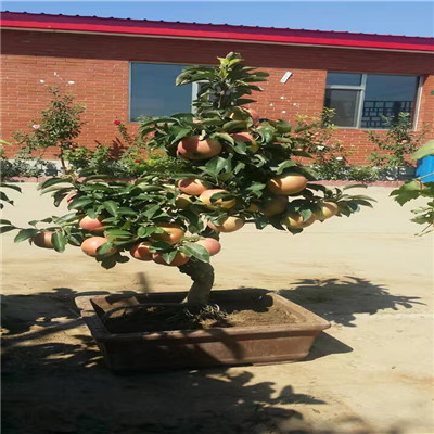 兩年生維納斯黃金蘋果苗種植表現(xiàn)怎么樣