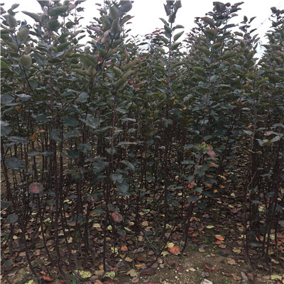 兩年生美國8號蘋果苗批發(fā)價格多少錢