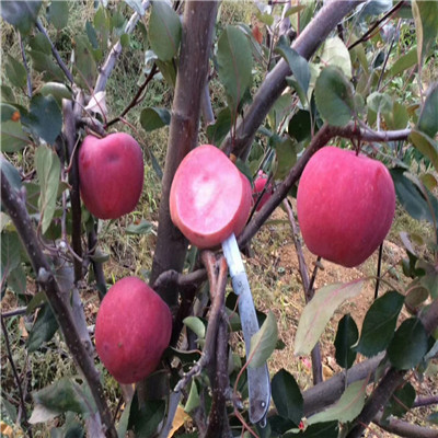 四川神富1號蘋果苗價(jià)格多少錢