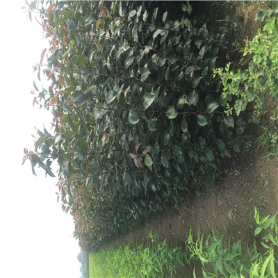 河南神富1號蘋果苗報(bào)價(jià)多少