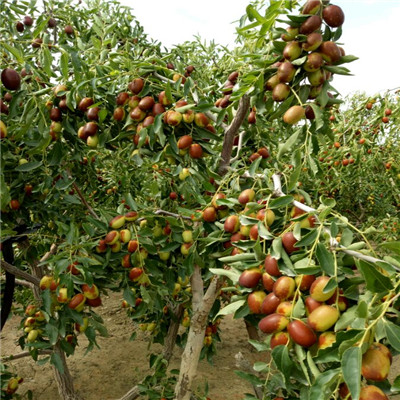 貴州冬棗2號(hào)棗樹苗哪里有賣的