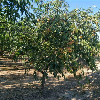 貴州冬棗2號棗樹苗種植表現(xiàn)怎么樣