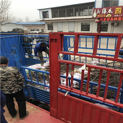 貴州冬棗2號棗樹苗種植表現(xiàn)怎么樣