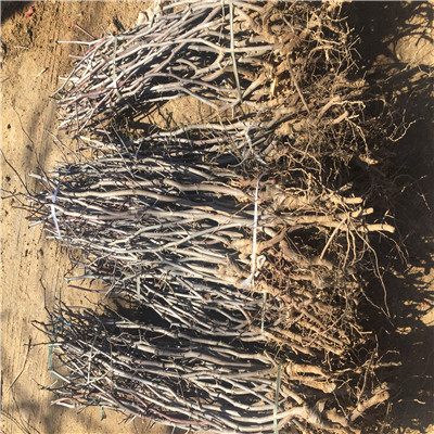 三公分潤太1號(hào)蘋果苗種植表現(xiàn)怎么樣