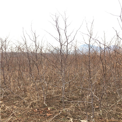 三公分潤太1號(hào)蘋果苗種植表現(xiàn)怎么樣