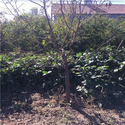 貴州冬棗2號(hào)棗樹苗哪里有賣的