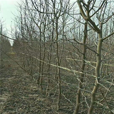 貴州冬棗2號棗樹苗種植表現(xiàn)怎么樣