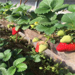 日本品种草莓苗行情报价多少，日本品种草莓苗行情价格图片