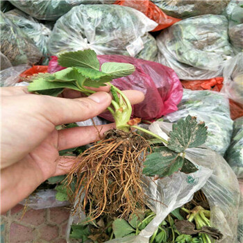 容美草莓苗行情報(bào)價(jià)多少，容美草莓苗批發(fā)哪里有