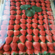 湖北甜宝草莓苗价格图片