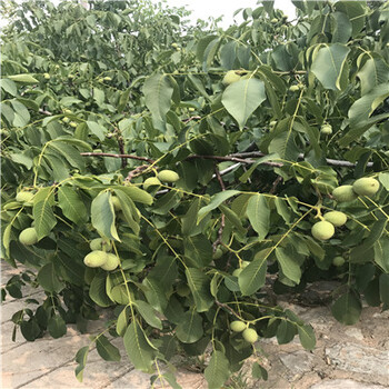 多少錢一棵，怎么賣的