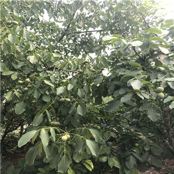 草莓小苗報(bào)價(jià)多少錢