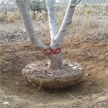 國光大棗苗國光大棗苗種植表現(xiàn)怎么樣