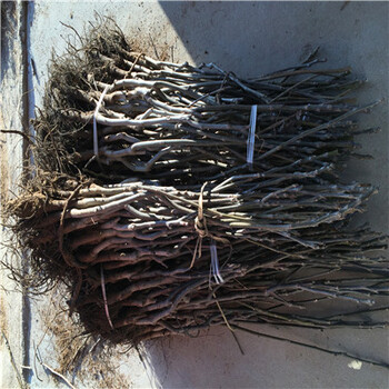 月牙棗棗樹(shù)苗品種多少錢(qián)