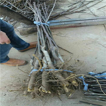 當年結(jié)果早脆王棗樹苗怎么賣