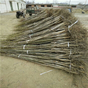 蘋果棗棗樹苗現(xiàn)挖苗多少錢