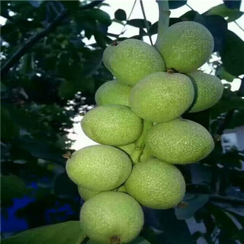 2棗樹(shù)苗價(jià)格棗樹(shù)實(shí)生苗種植表現(xiàn)怎么樣