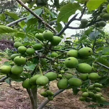 大青棗棗樹苗批發(fā)多少錢