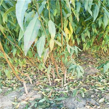 梨樹實生苗、梨樹實生苗品種表現(xiàn)怎么樣