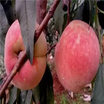 怎么種植品種怎么樣