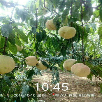 桃樹實(shí)生苗報(bào)價(jià)多少錢桃樹實(shí)生苗什么時(shí)間可以種