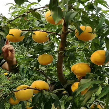 批發(fā)價格品種怎么樣
