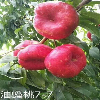 江西鬼奴甘草美苗現(xiàn)挖苗多少錢