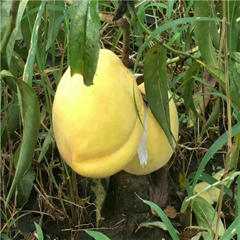 草莓基質(zhì)苗多少錢(qián)一棵