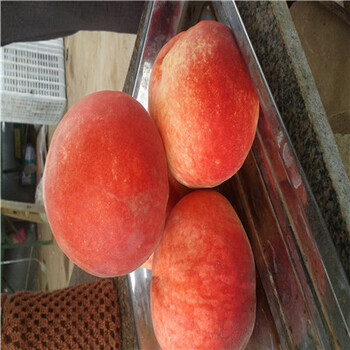 湖南梨樹實(shí)生苗批發(fā)價(jià)格