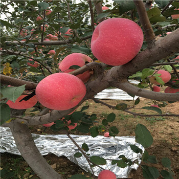新品種蘋果苗怎么賣響富蘋果苗哪里有賣的