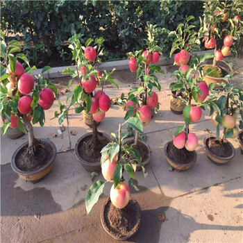 维纳斯黄金苹果苗一般几年结果、维纳斯黄金苹果苗亩产多少斤