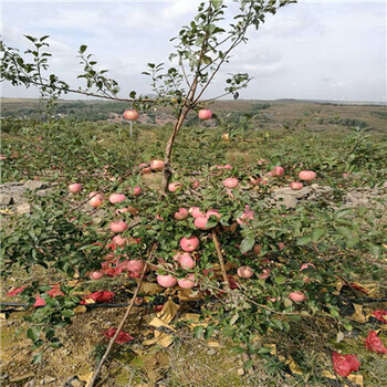 新品种苹果苗怎么卖烟富6苹果苗批发价格