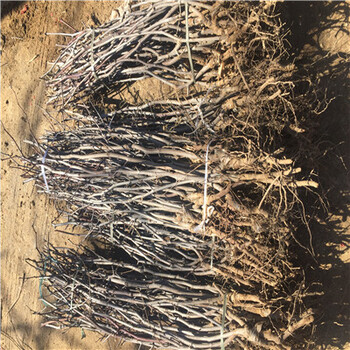 紅棗樹苗基地批發(fā)電話