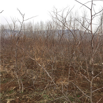 鬼奴甘草美苗種植缺點有哪些，鬼奴甘草美苗批發(fā)基地在哪里