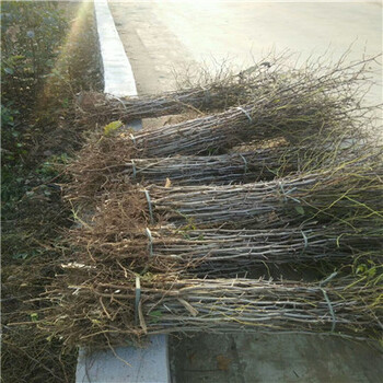 一畝地多少棵，采購價(jià)格