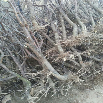 草莓基質苗畝產多少斤，草莓基質苗行情價格