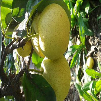 新品種梨樹苗紅月梨樹苗價(jià)格
