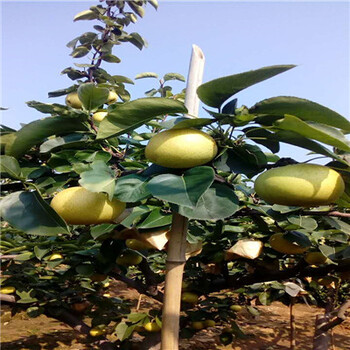 草莓種苗哪里便宜，草莓種苗行情價(jià)格