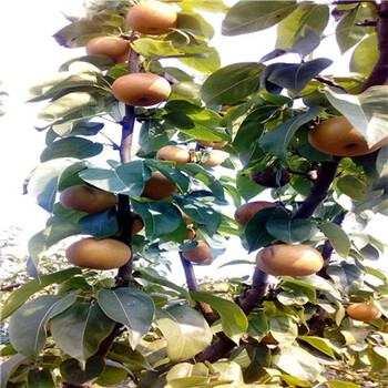山東梨樹苗價格紅梨一號梨樹苗現(xiàn)挖苗多少錢