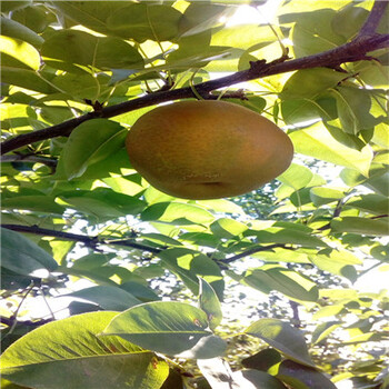 綠寶石梨樹(shù)苗、綠寶石梨樹(shù)苗畝產(chǎn)多少斤