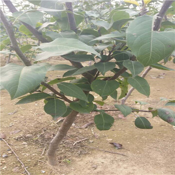 湖南新梨7號(hào)梨樹(shù)苗多少錢(qián)一株
