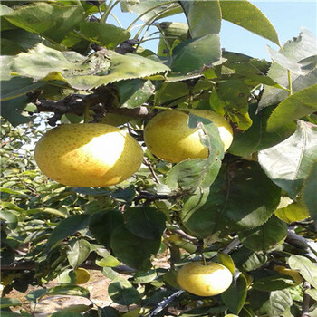 重庆梨树实生苗一般几年结果