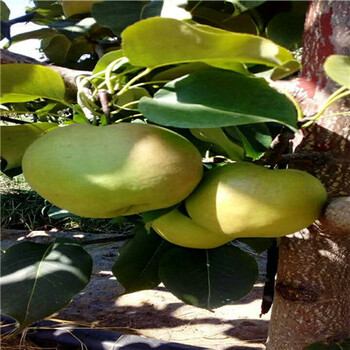 湖南圓黃梨樹(shù)苗多少錢一株
